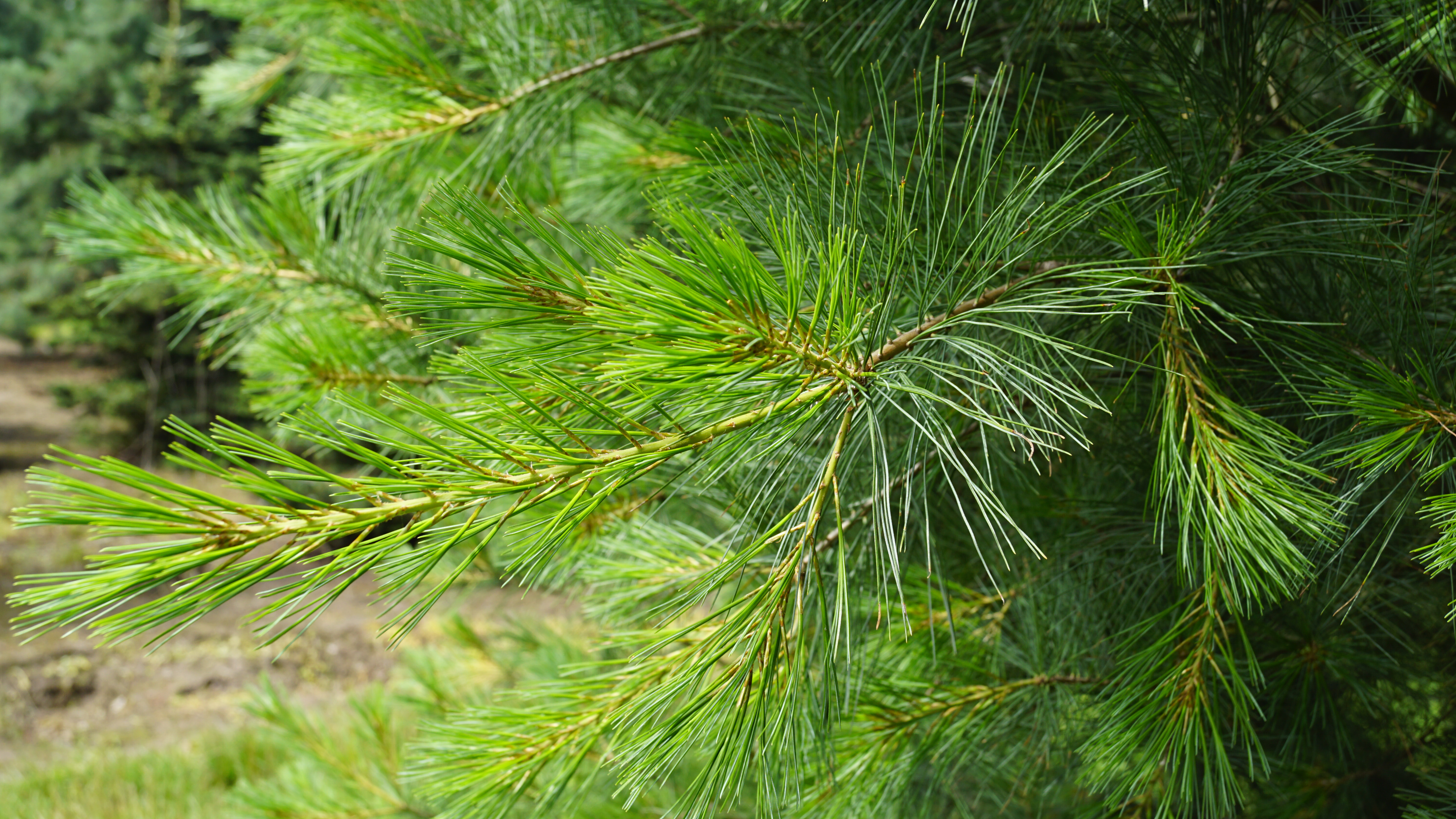Pinus strobus (7)